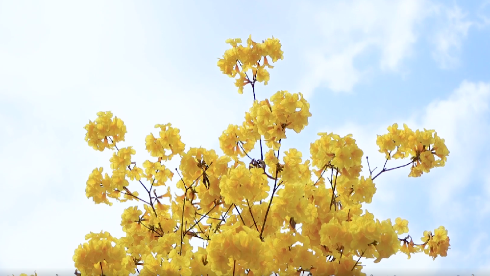 春雷，鳴響奮進(jìn)的號角